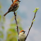 Russet Sparrow