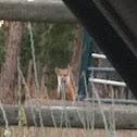 Red fox