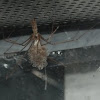 Cellar spider