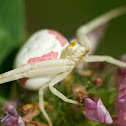 Goldenrod Crab Spider