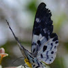 Blue Day Moth