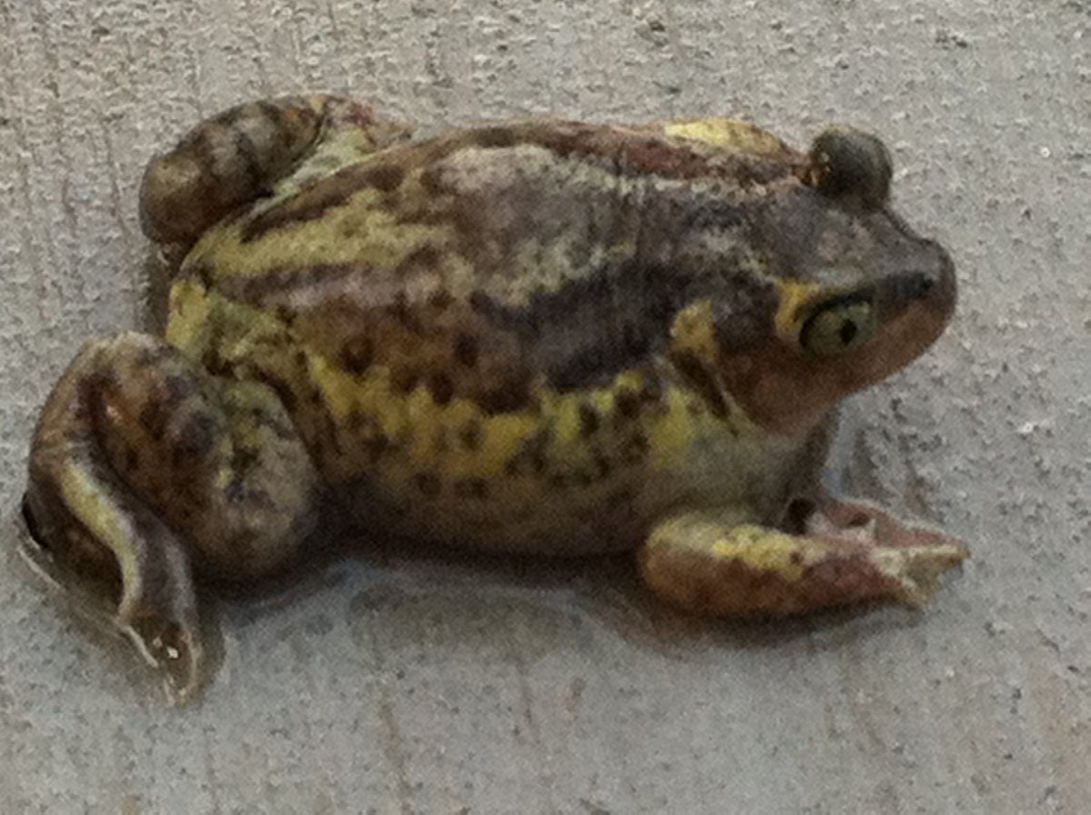Eastern spade foot toad