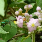 Green Orchid bee