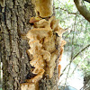 Tree Fungus