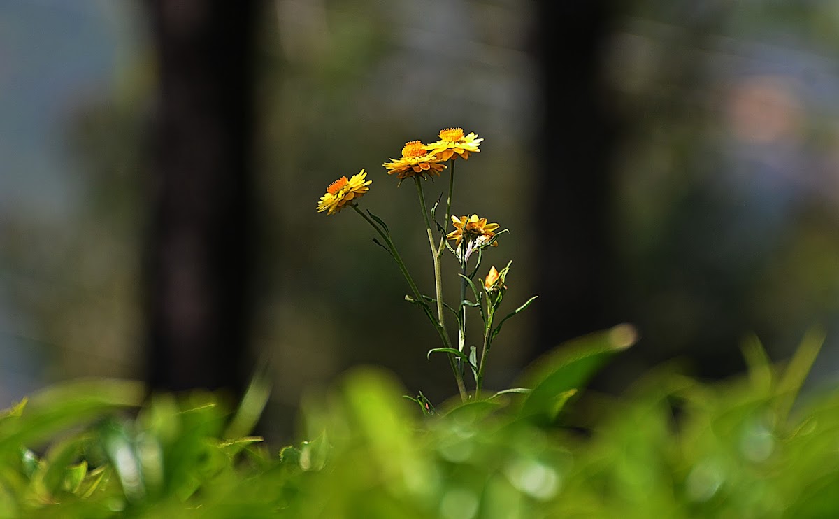 The Everlasting Flower Helichrysum
