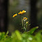 The Everlasting Flower Helichrysum