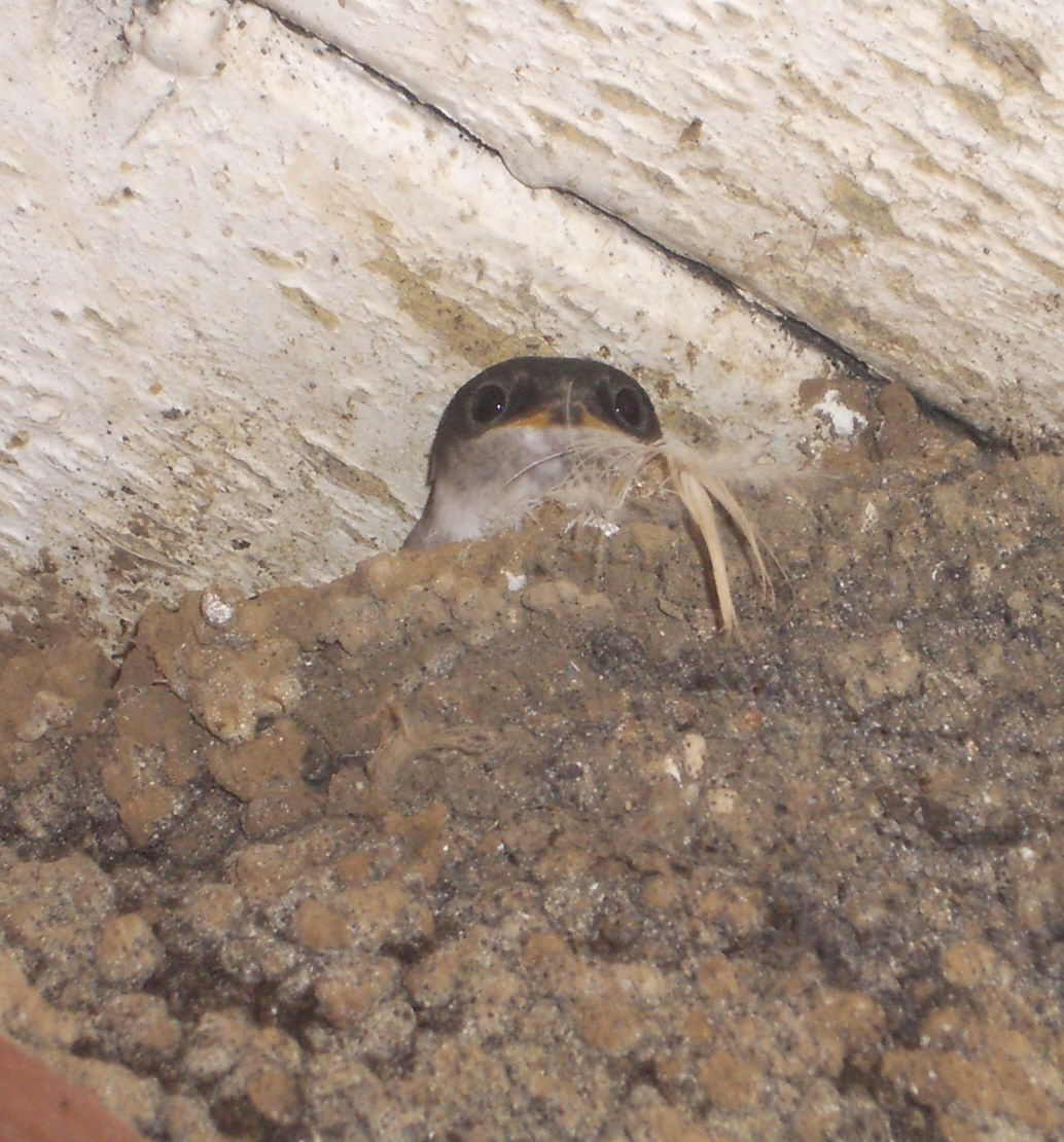 Common House Martin