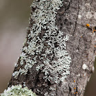 Green Starburst Lichen