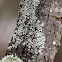 Green Starburst Lichen
