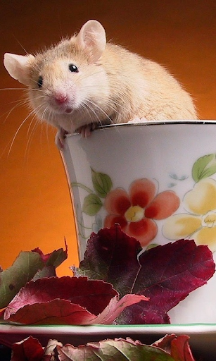 Hamster Live Wallpaper de