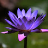 Cape Blue Water Lily