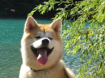 [コンプリート！] 犬 壁紙 iphone 264964-Iphone 壁紙 おしゃれ 犬