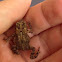 Fowler's Toad