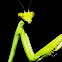  Mantis 