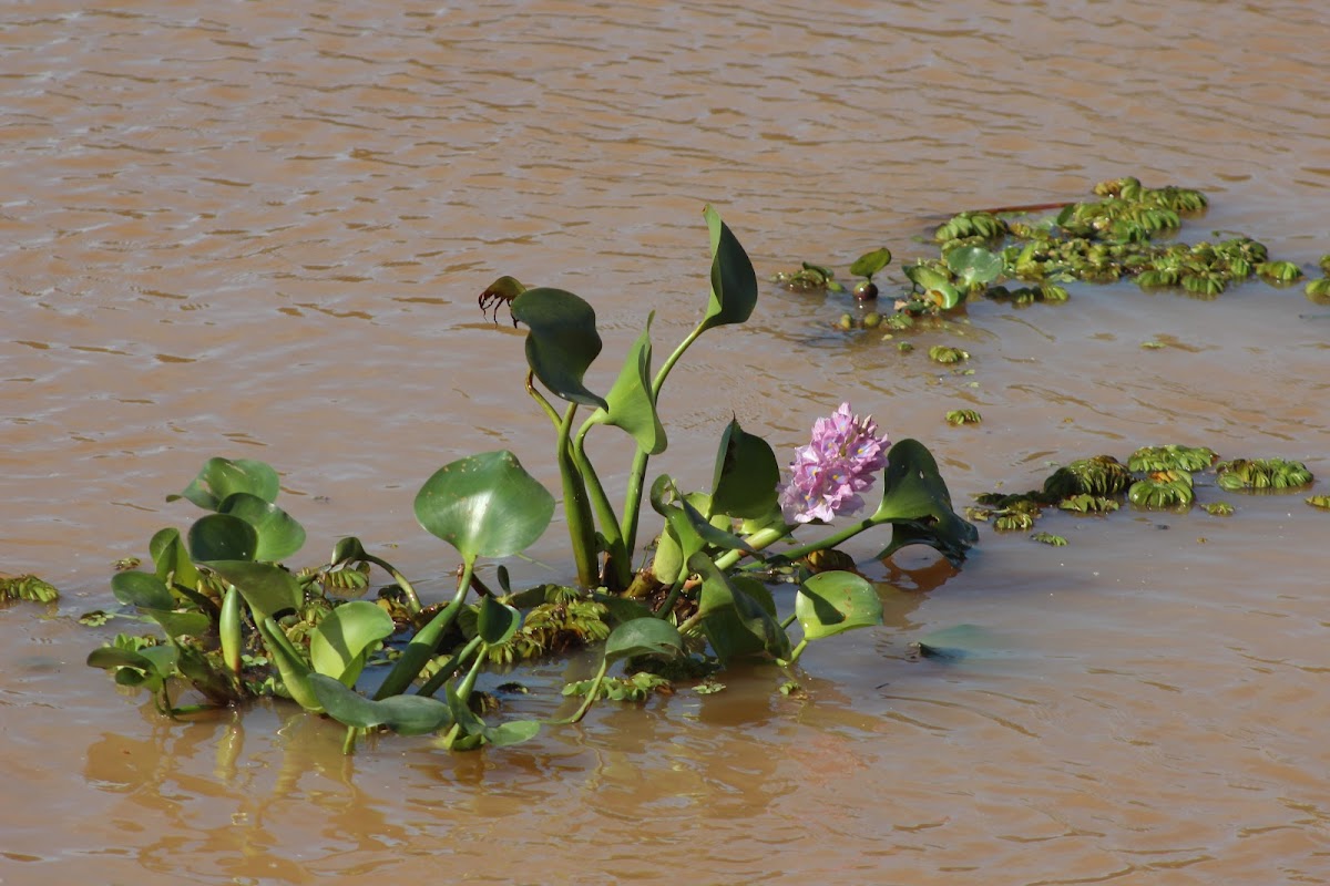 Water hyacinth (Camalote)