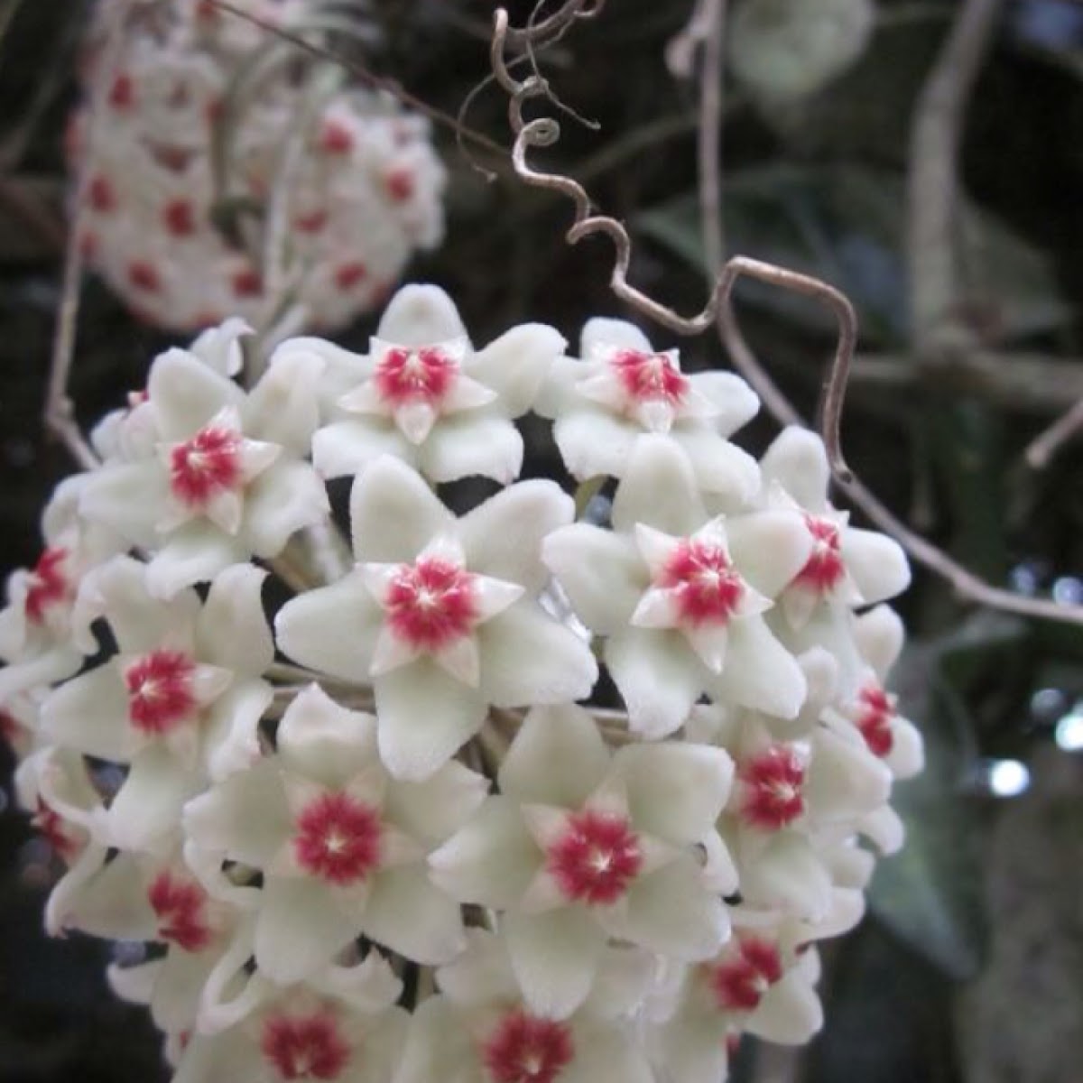 Wax plant Project Noah