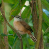 Long-billed wren