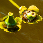Yellow Water-lily (fruits & flowers)