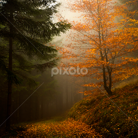 Foggy morning in the forest by Peter Samuelsson - Nature Up Close Trees & Bushes