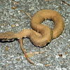 Cottonmouth (young of the year)