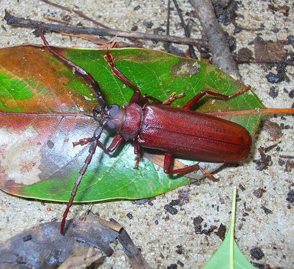 Pine Sawyer Beetle Project Noah