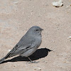 Pájaro plomo/Grey bird