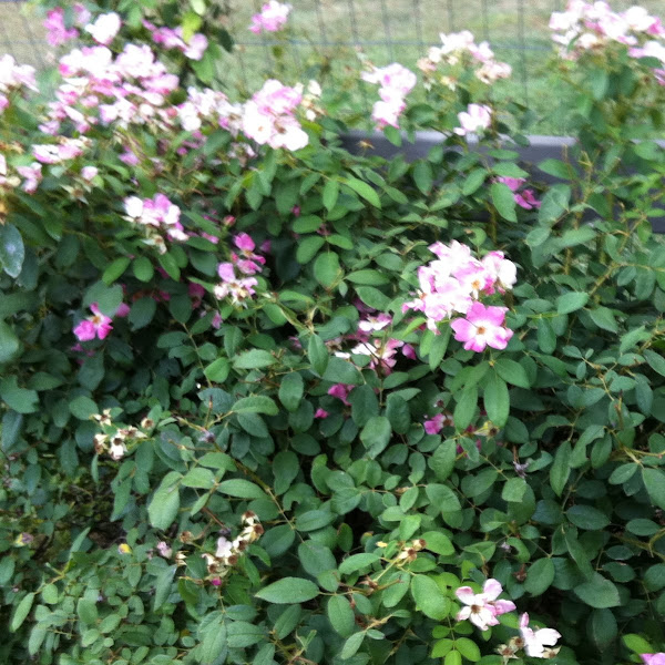 Wild rose Project Noah