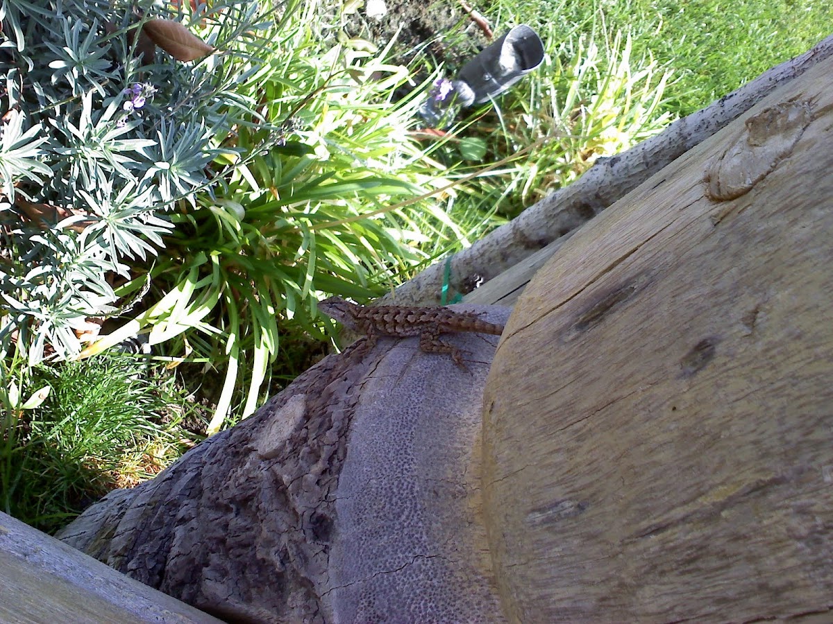 Western Fence Lizard (Sceloporus occidentalis)