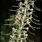 Lizard orchid
