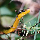 two-colored snake