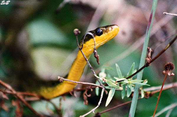 two-colored snake | Project Noah