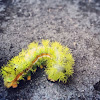 Lo moth caterpillar