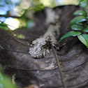 Leaftailed Gecko