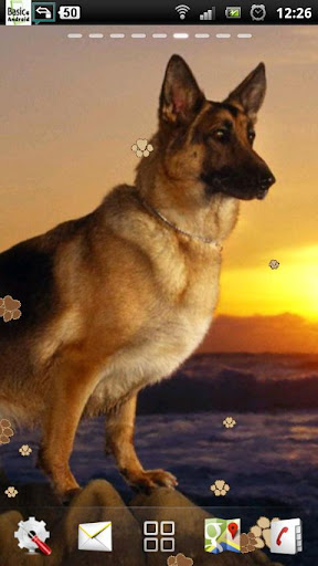 German Shepherd Dog LWP