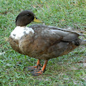 Domestic mallard - Swedish + Call duck