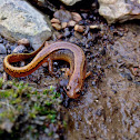 Two-lined Salamander