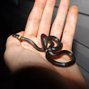 Northern Ringneck Snake