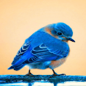 Blues Bird Live Wallpaper