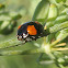 Melanistic Two-Spotted Ladybug