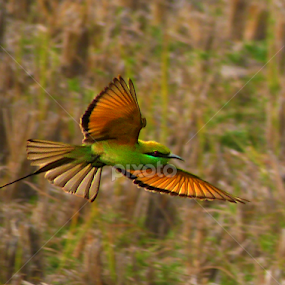 The glide by Bikash Roy - Animals Birds