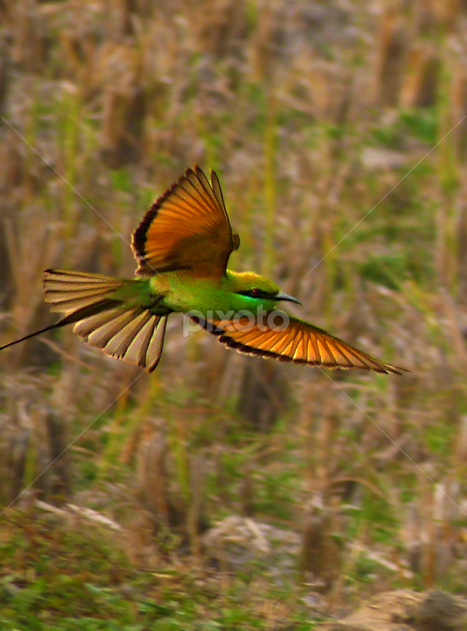 The glide by Bikash Roy - Animals Birds