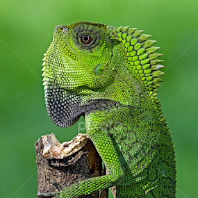Foret Dragon by Kurit Afsheen - Animals Reptiles