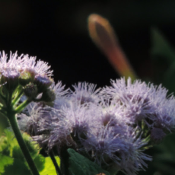 Blue Mist Flower Project Noah