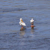 American White Pelican