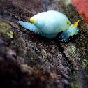 Blue Snail