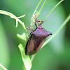 Brown Stink Bug