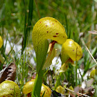 California Pitcher Plant