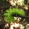 Io Moth