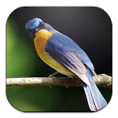 Bird Sounds  Android Apps on Google Play