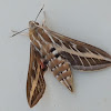 Striped Hawk-Moth
